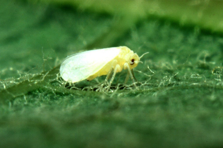 blog slika insekti